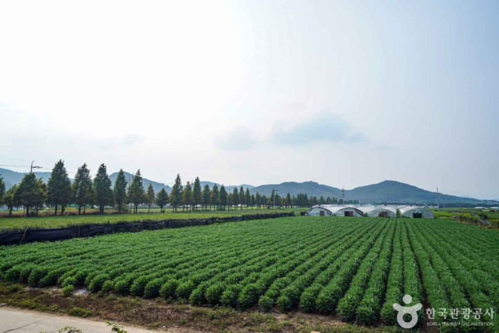 사천녹차단지 여행 추천 - 메고지고