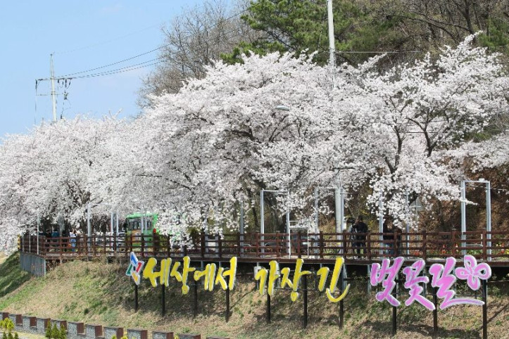 대청호 벚꽃길 여행 추천 - 메고지고