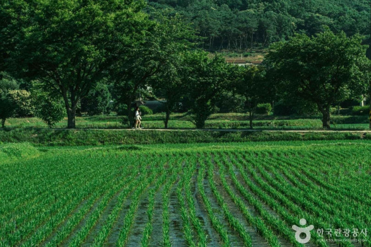 외암민속마을 여행 추천 - 메고지고
