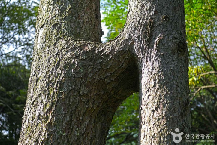 잣나무 연리지 여행 추천 - 메고지고