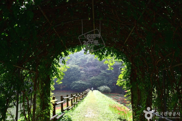 용천사 꽃무릇공원 여행 추천 - 메고지고