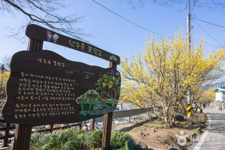구례 산수유마을 여행 추천 - 메고지고