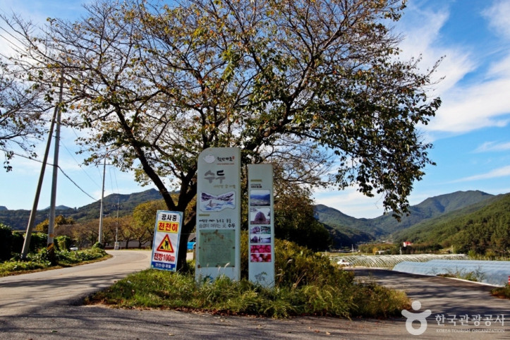 영동 비단강숲마을 여행 추천 - 메고지고