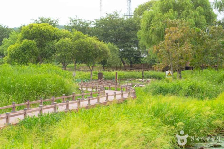 경포가시연습지 여행 추천 - 메고지고