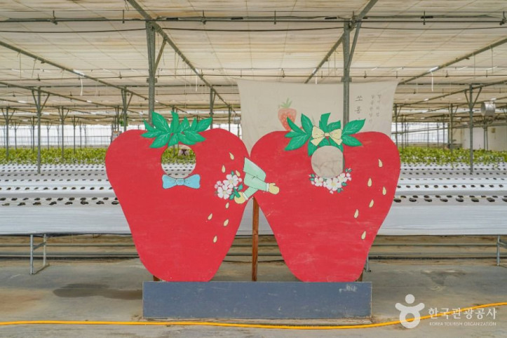 보성싱싱농원 여행 추천 - 메고지고