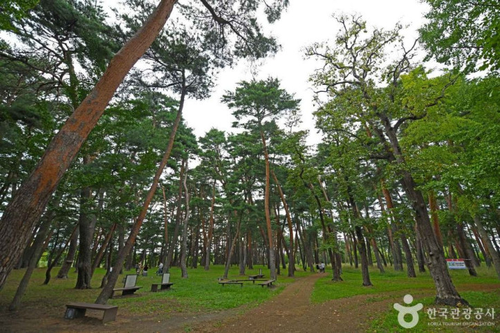허난설헌 솔숲 여행 추천 - 메고지고