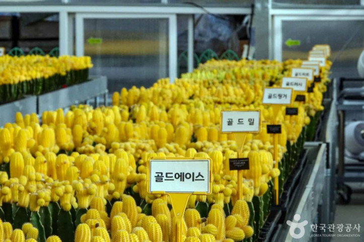 선인장다육식물연구소(구 선인장연구소) 여행 추천 - 메고지고