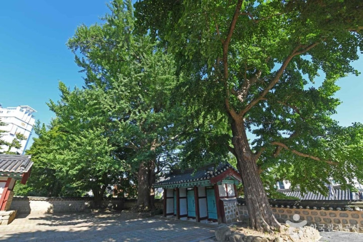 서산향교 은행나무 여행 추천 - 메고지고