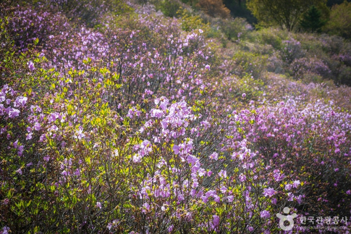 진달래동산 여행 추천 - 메고지고