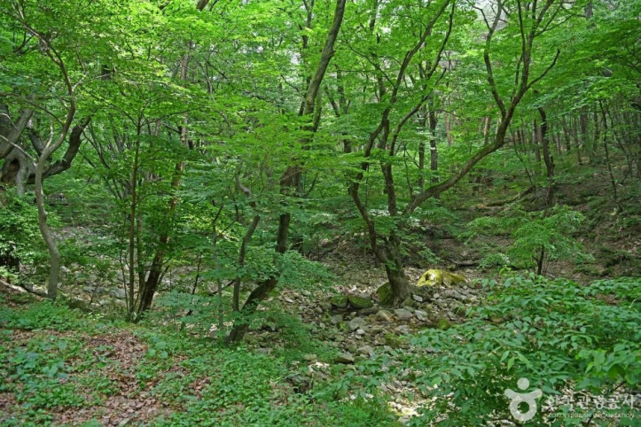 동학사계곡 여행 추천 - 메고지고