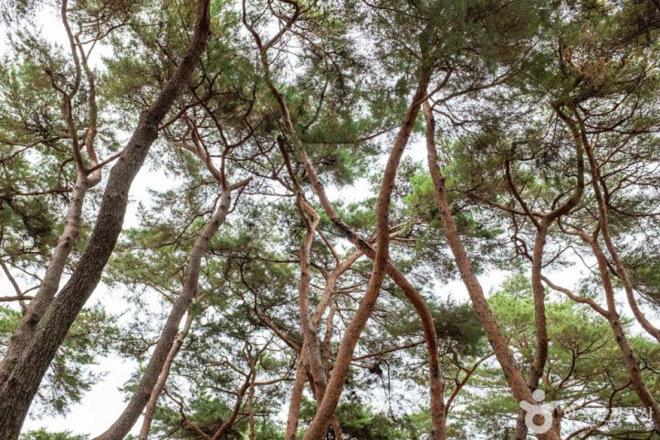 중평솔밭 여행 추천 - 메고지고