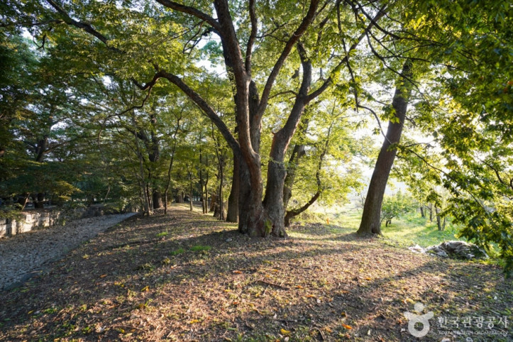 의성 사촌리 가로숲 여행 추천 - 메고지고
