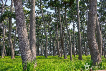 대왕암공원 출렁다리 여행 추천 - 메고지고