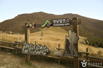 신불산억새평원 여행 추천 - 메고지고