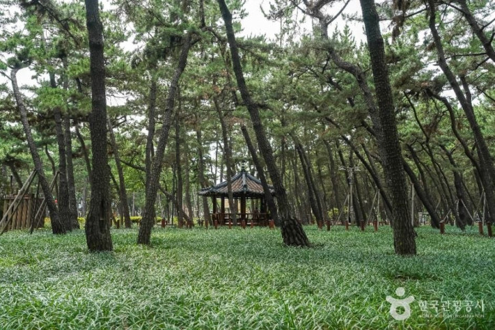 송도솔밭도시숲 여행 추천 - 메고지고