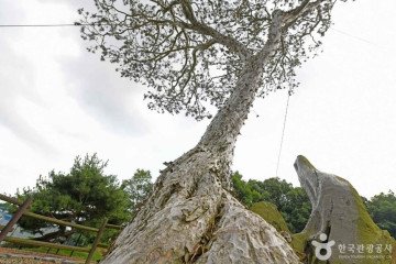 추사 김정희 선생 고택 여행 추천 - 메고지고