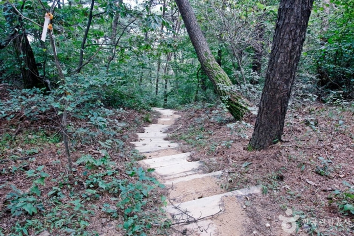 보문산 행복 숲 둘레길 여행 추천 - 메고지고
