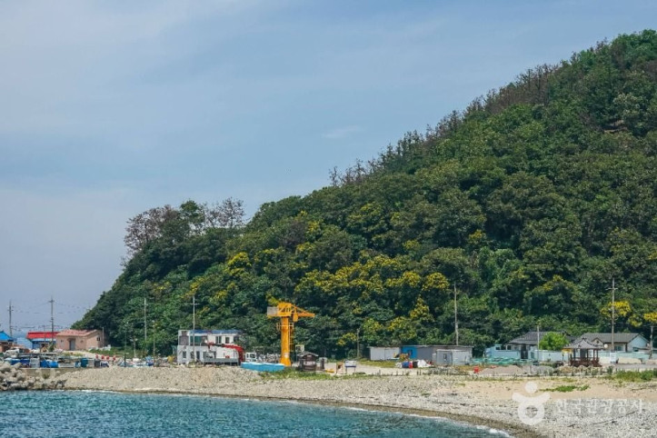 포항 발산리 모감주나무와 병아리꽃나무 군락 여행 추천 - 메고지고