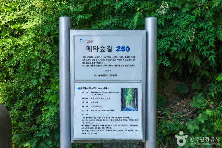 고산골 메타쉐콰이어길 여행 추천 - 메고지고