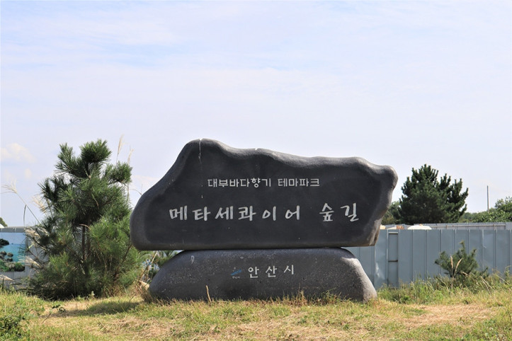 대부도 메타세콰이어길 여행 추천 - 메고지고