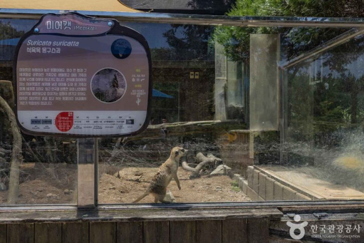 청주동물원 여행 추천 - 메고지고
