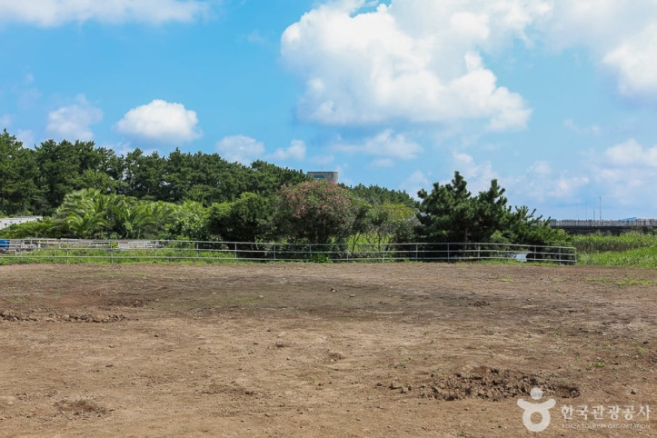 졸띠유채밭 여행 추천 - 메고지고