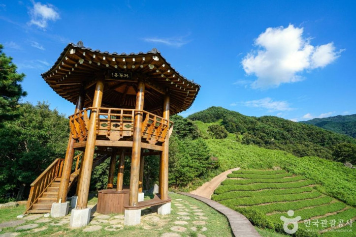 정금차밭 여행 추천 - 메고지고