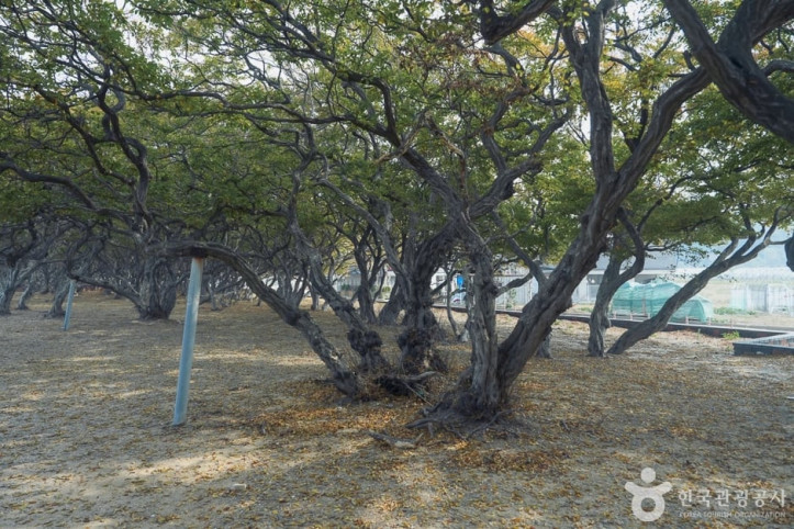 소사나무 군락지 여행 추천 - 메고지고