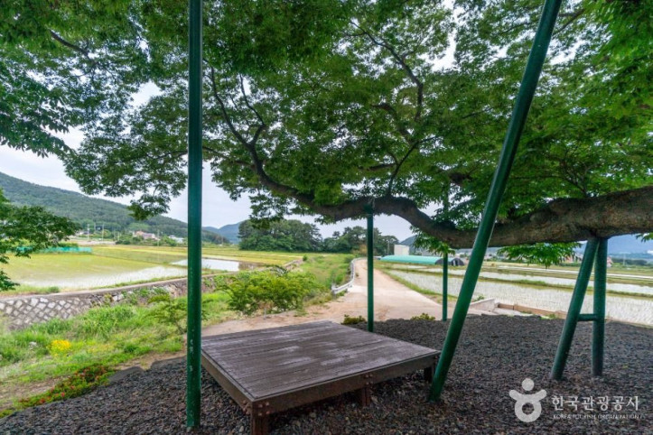거제 명진리 느티나무 여행 추천 - 메고지고