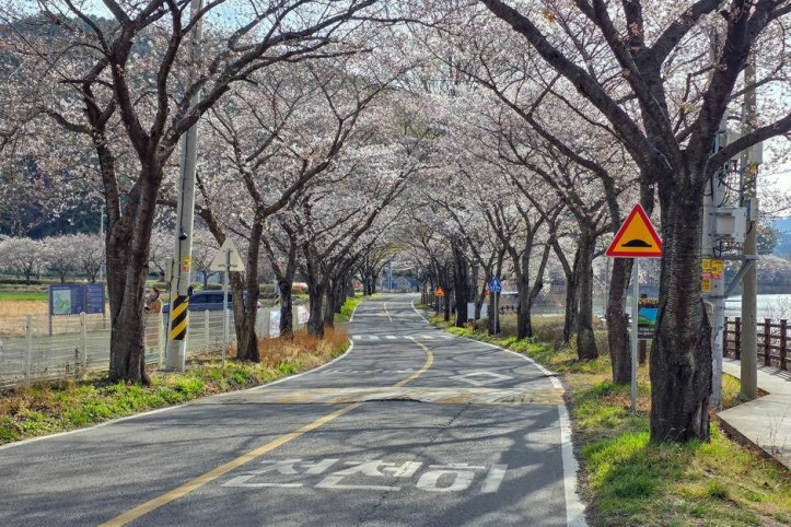 달창지 벚꽃길 여행 추천 - 메고지고