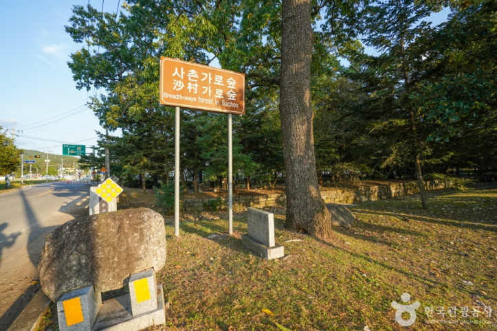 의성 사촌리 가로숲 여행 추천 - 메고지고