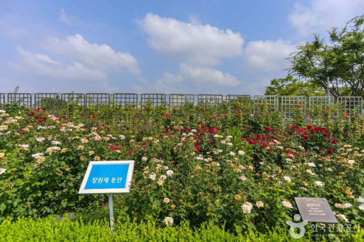 조선대학교 장미원 여행 추천 - 메고지고