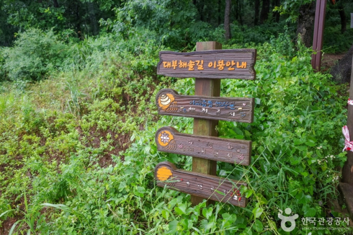 [대부해솔길] 1코스 여행 추천 - 메고지고