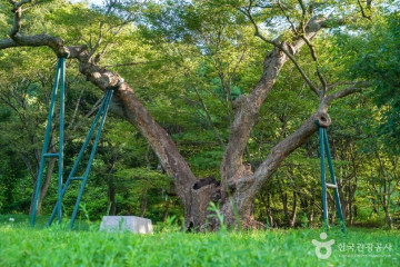 경상북도수목원 여행 추천 - 메고지고