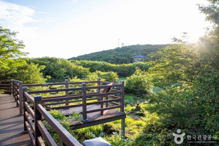 1100고지습지 여행 추천 - 메고지고