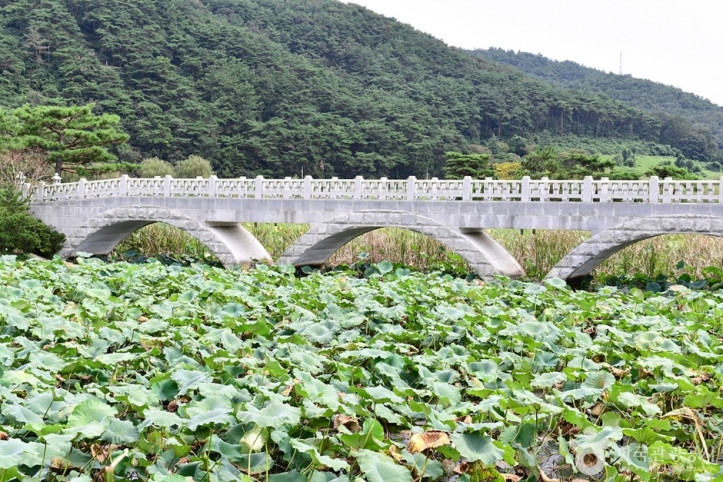 보은강 연꽃방죽 여행 추천 - 메고지고