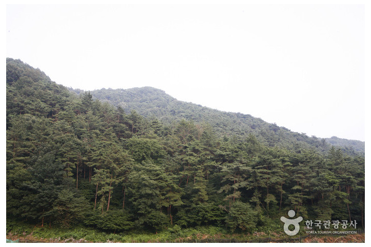 금성산(전남) 여행 추천 - 메고지고