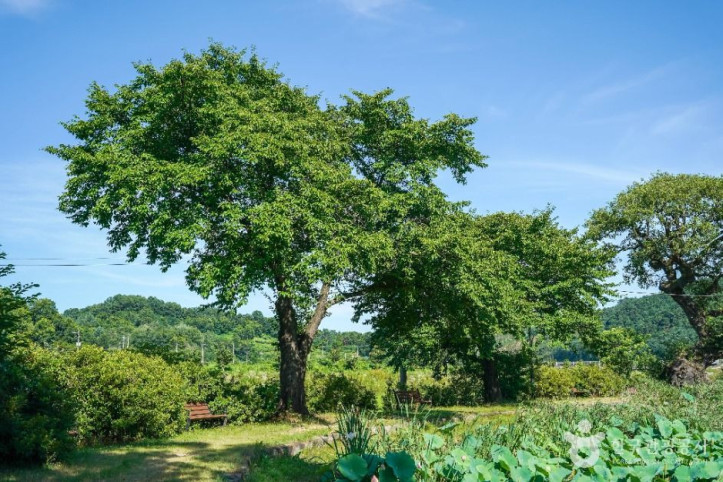 예천권씨 병암정 및 별묘 여행 추천 - 메고지고