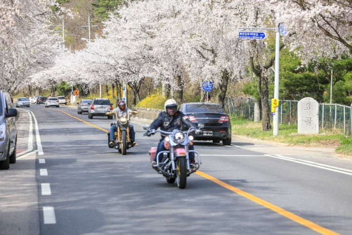 북한강로 벚꽃길 여행 추천 - 메고지고