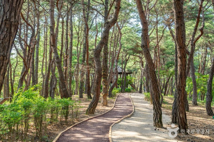 천년숲 여행 추천 - 메고지고