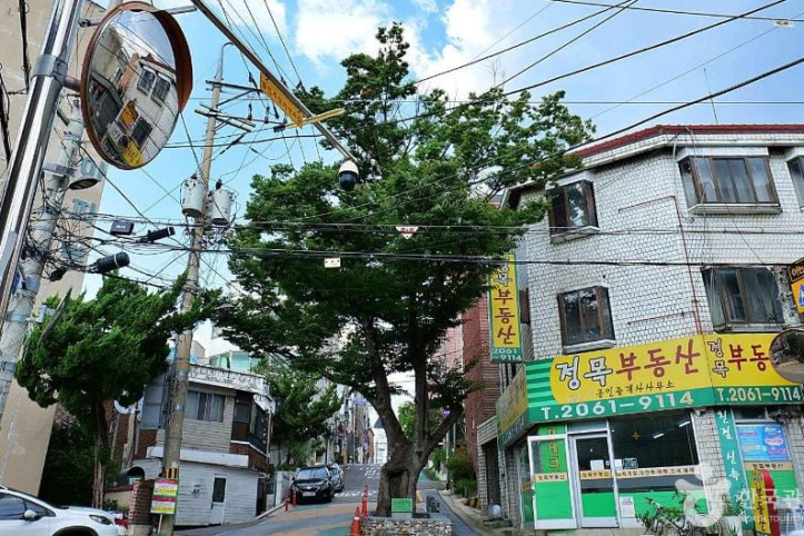150년 수령 느티나무 여행 추천 - 메고지고