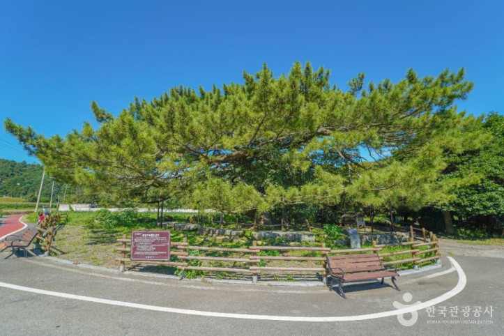 장흥 옥당리 효자송 여행 추천 - 메고지고