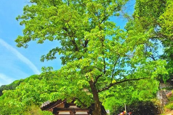 묘적사 여행 추천 - 메고지고