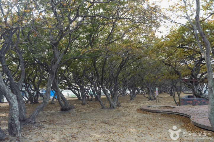 소사나무 군락지 여행 추천 - 메고지고