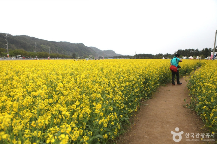 삼척 맹방유채꽃 마을 여행 추천 - 메고지고
