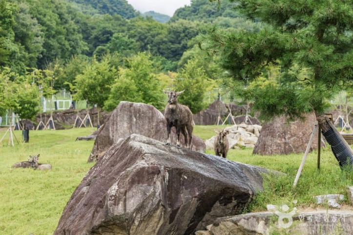 양구 산양·사향노루센터 여행 추천 - 메고지고