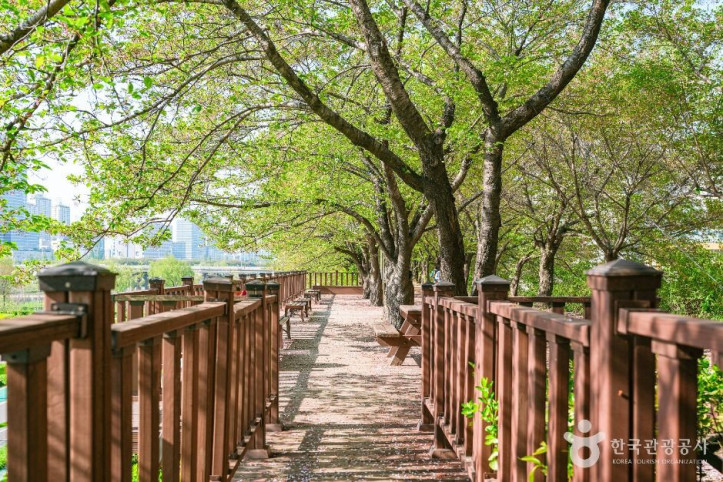 안양천제방벚꽃길 여행 추천 - 메고지고
