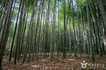 광주 평촌마을 여행 추천 - 메고지고