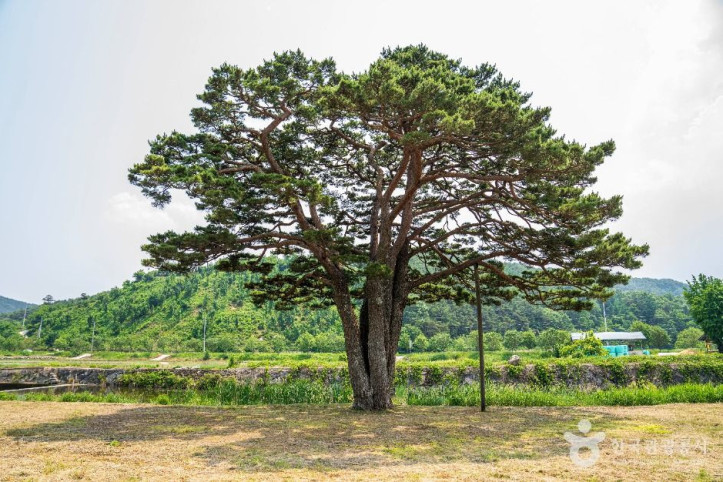 함양 목현리 구송 여행 추천 - 메고지고