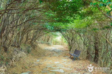 완도 맹선리 상록수림 여행 추천 - 메고지고